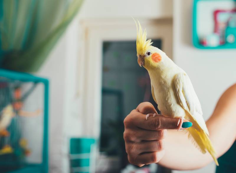 cockatiel bird sitting on owners finger Pawle shutterstock