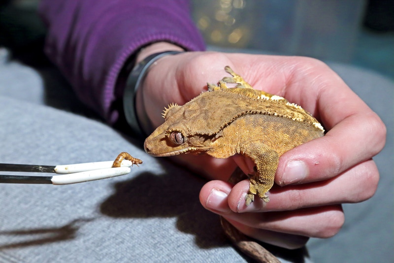 crested gecko eating mealworm MattiaATH Shutterstock