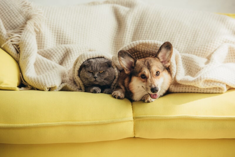 cute scottish fold cat and welsh corgi dog lying under blanket on sofa LightField Studios Shutterstock e1676569973251