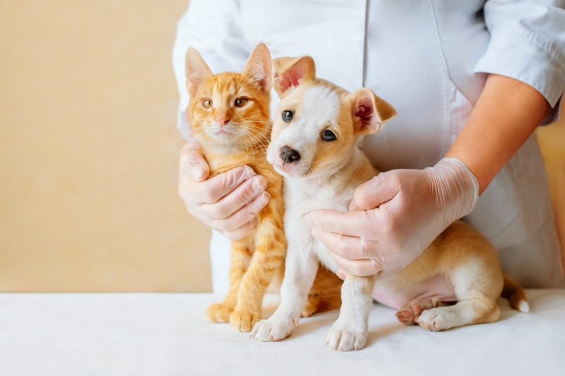 dog and cat checked by vet v svirido Shutterstock