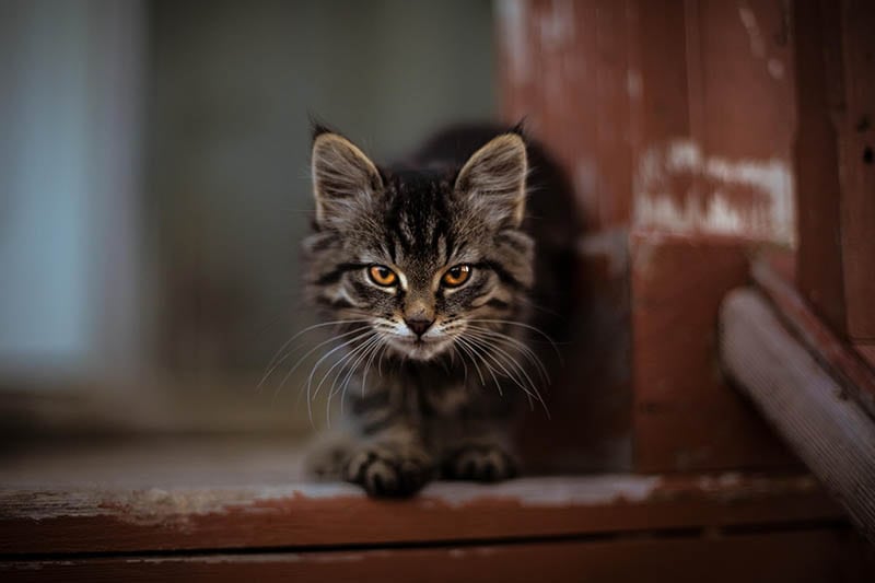 feral cat on the stairs 42 North Unsplash