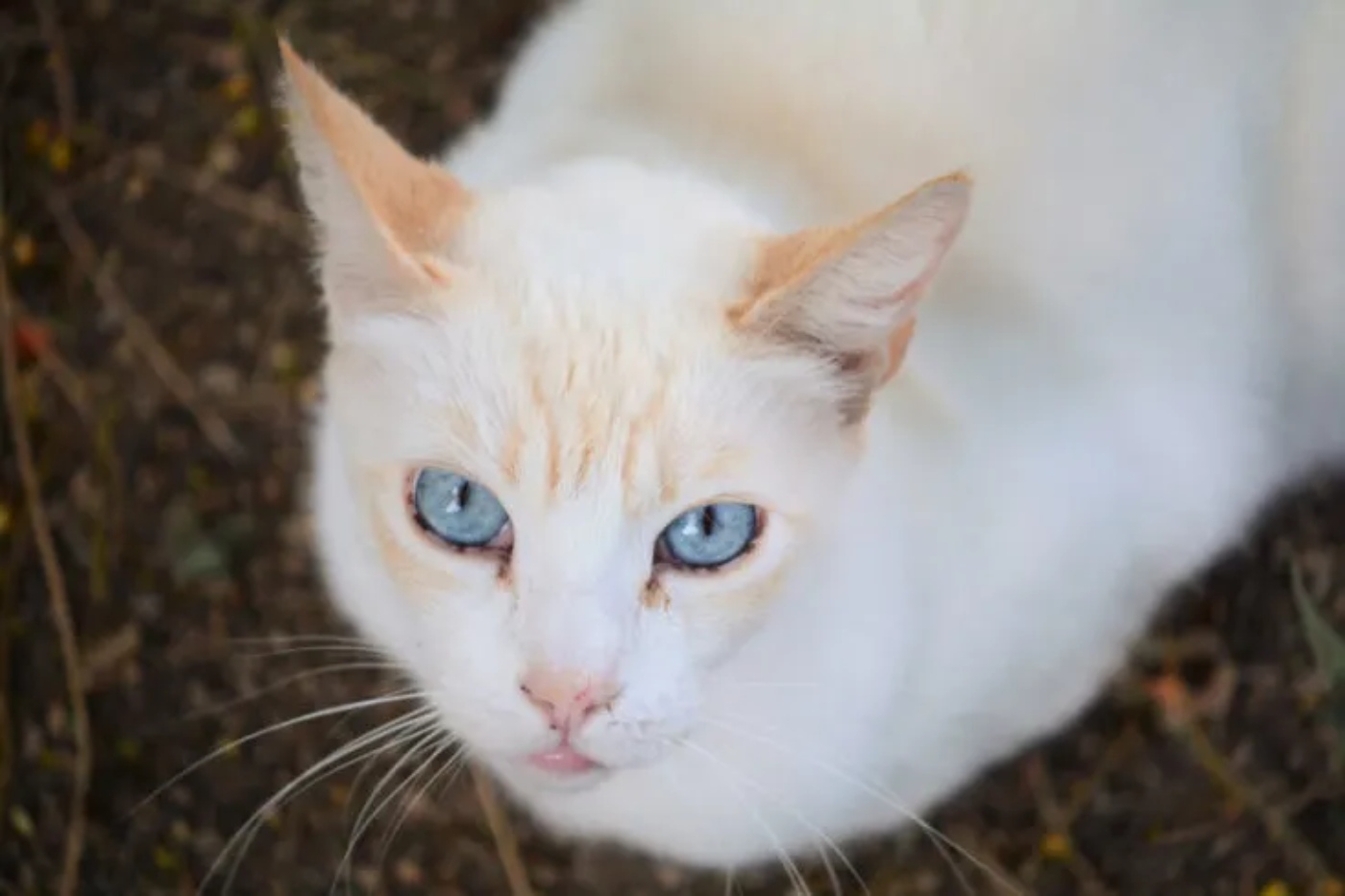 flame point siamese with blue eyes