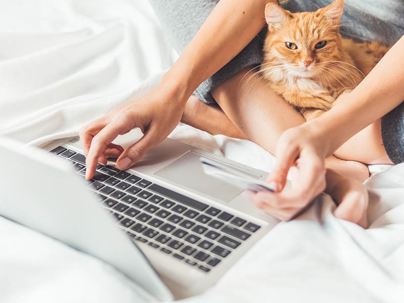 ginger cat and woman in bed with laptop Konstantin Aksenov Shutterstock