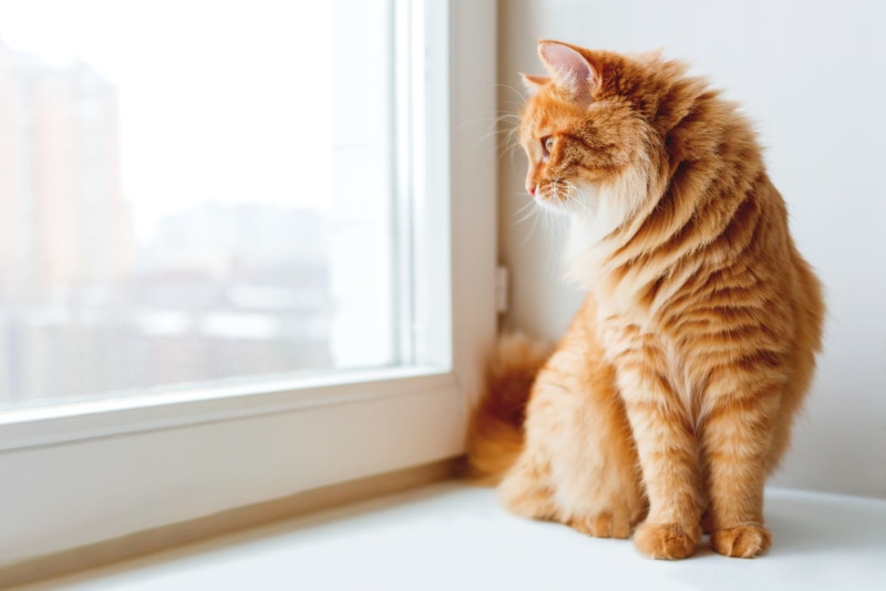 ginger cat looking at the window Konstantin Aksenov Shutterstock