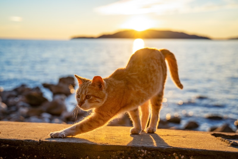 ginger cat streching at sunset Masarik Shutterstock