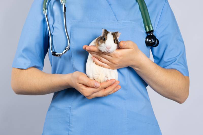 guinea pig in the hands of a veterinarian in a blue uniform with a phonendoscope around her neck Garna Zarina Shutterstock