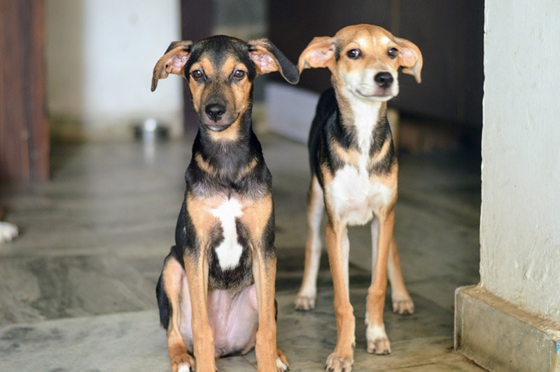 indian pariah dogs Palashpriya Shutterstock