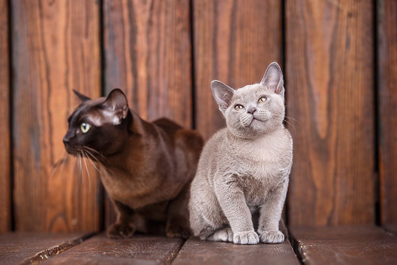 kitten and adult cat breed European Burmese father and son sitting on wooden background Frau aus UA Shutterstock