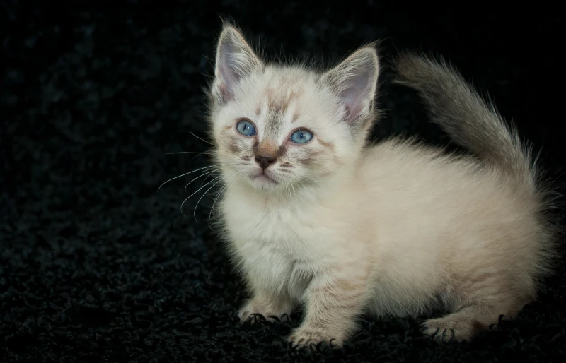 kitten siamese munchin cat JStaley401 Shutterstock 283648100.webp