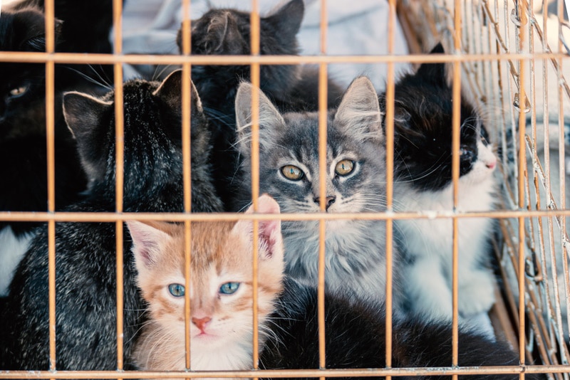 kittens inside cage stock enjoy Shutterstock