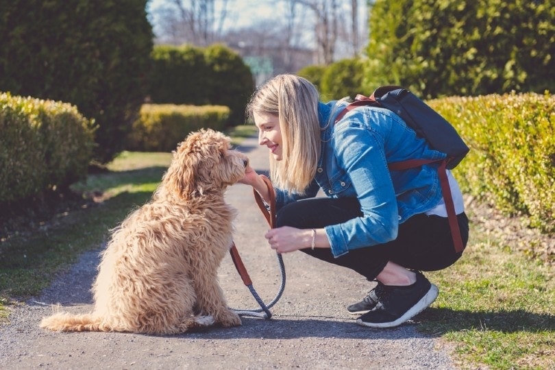 labradoodle dog and woman owner at the park Lopolo Shutterstock