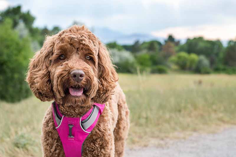labradoodle smiling with her tongue out Ann Lillie Shutterstock