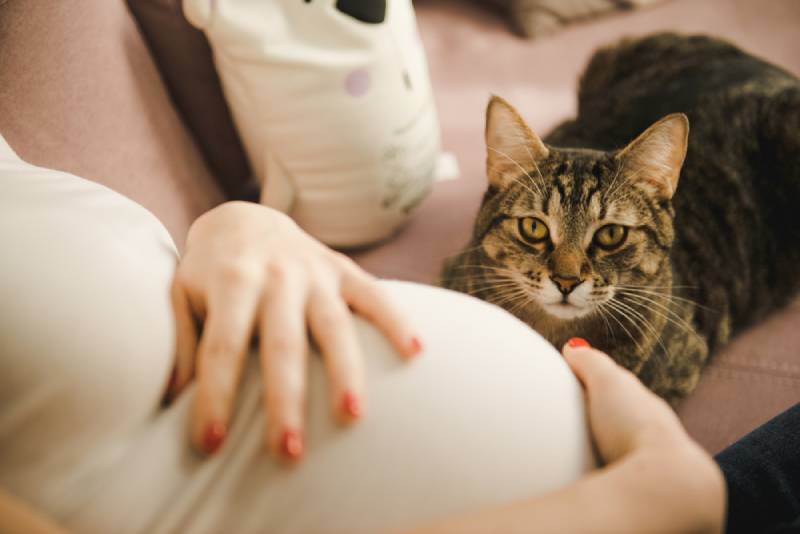mad cat at its pregnant owner Vikkin Shutterstock