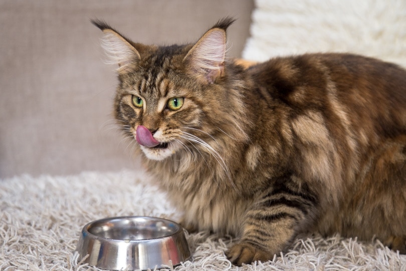 maine coon cat eating Lita Keire Shutterstock