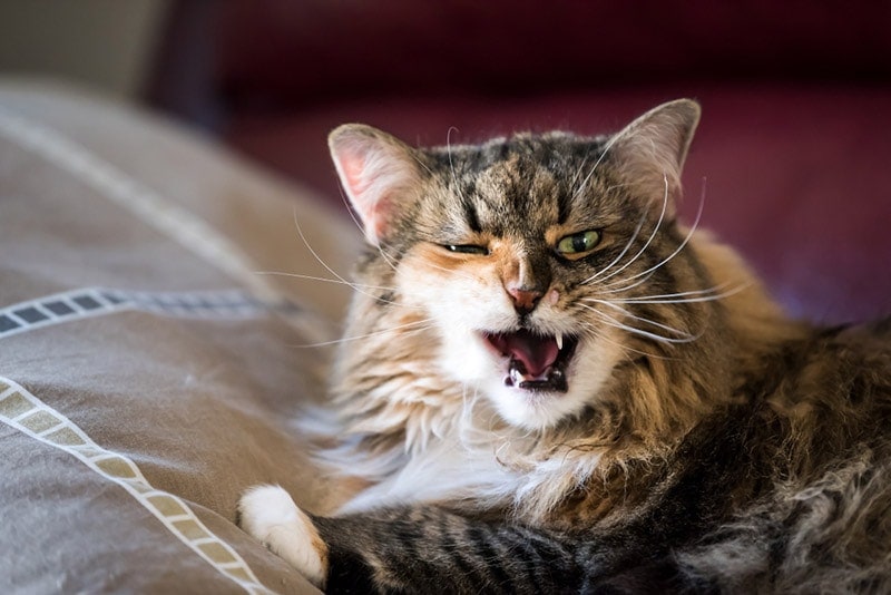 maine coon cat in pain Andriy Blokhin Shutterstock