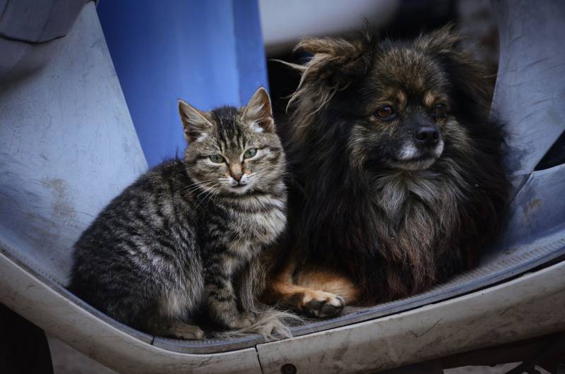 munchkin cat sitting next to a dog Varvara Gi Shutterstock