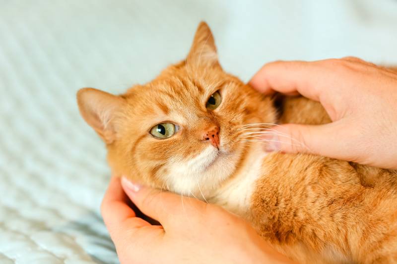 owner stroking and scratching orange cats face Eliz A Shutterstock