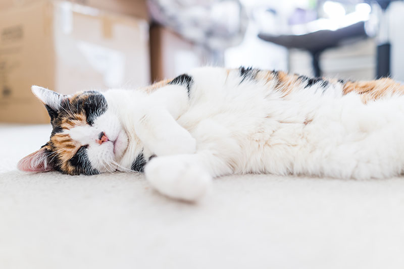peaceful happy calico short hair cat with white stomach sleeping ground surface carpet Kristi Blokhin Shutterstock