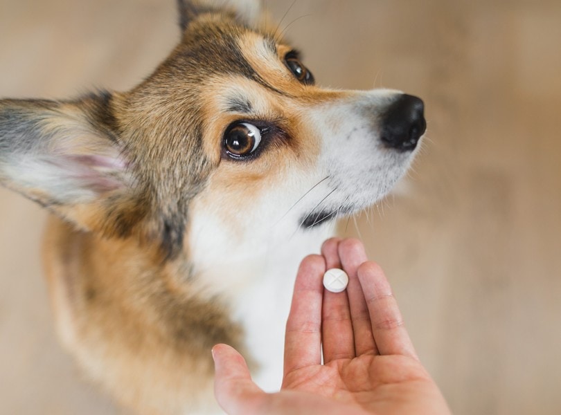 pet owner giving pill medication to dog Jus Ol Shutterstock