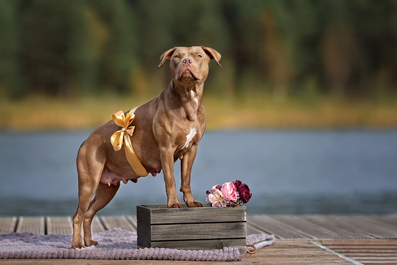 pregnant american pit bull terrier otsphoto Shutterstock