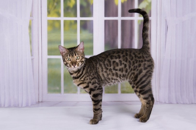 savannah cat standing by the window kuban girl Shutterstock
