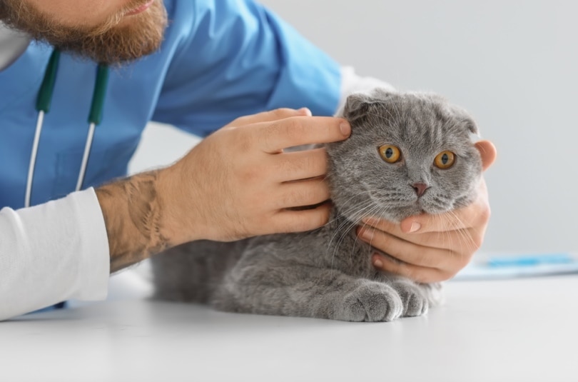 scottish fold cat checked by vet Pixel Shot Shutterstock
