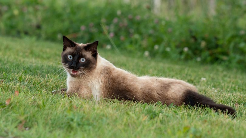 siamese cat lying down on green grass meowing RLapa Shutterstock