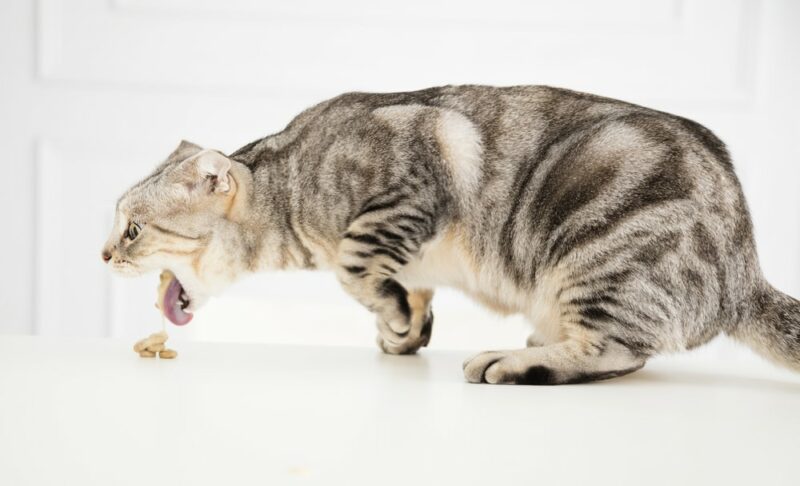 sick cat vomiting the food Tom Wang Shutterstock e1676459097711