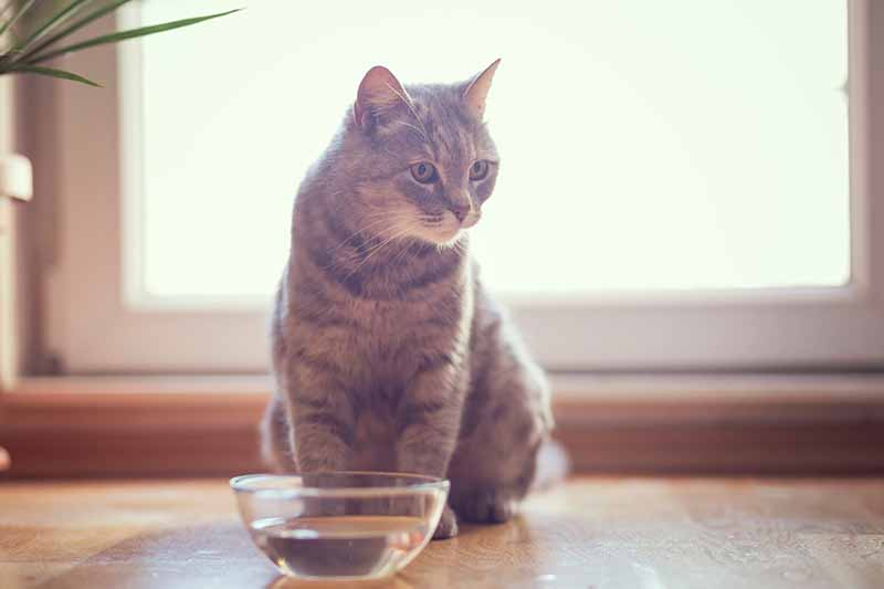 tabby cat sitting next to a bowl of water Impact Photography Shutterstock