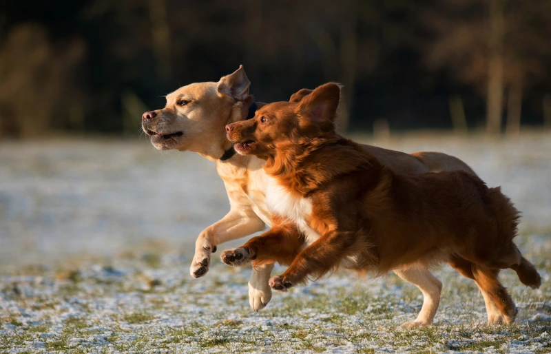 two brown dogs running on snow on grass Vincent van Zalinge Unsplash.webp