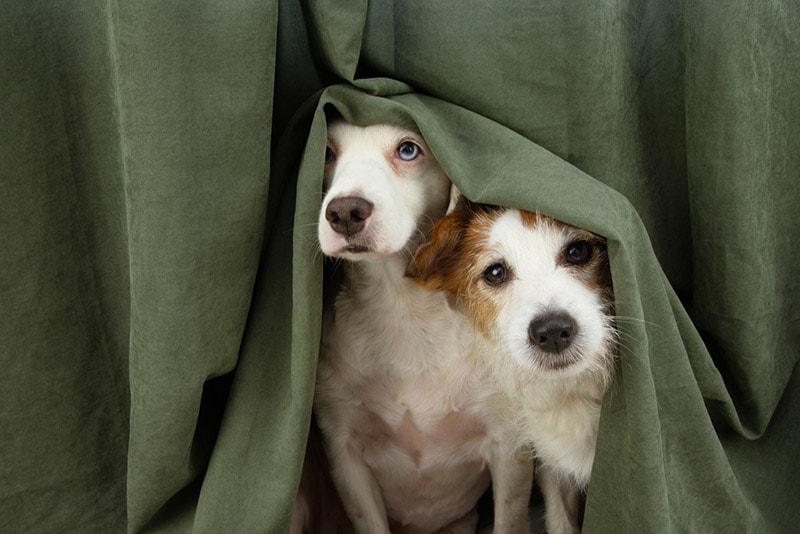 two scared or afraid puppy dogs wrapped with a curtain smrm1977 Shutterstock