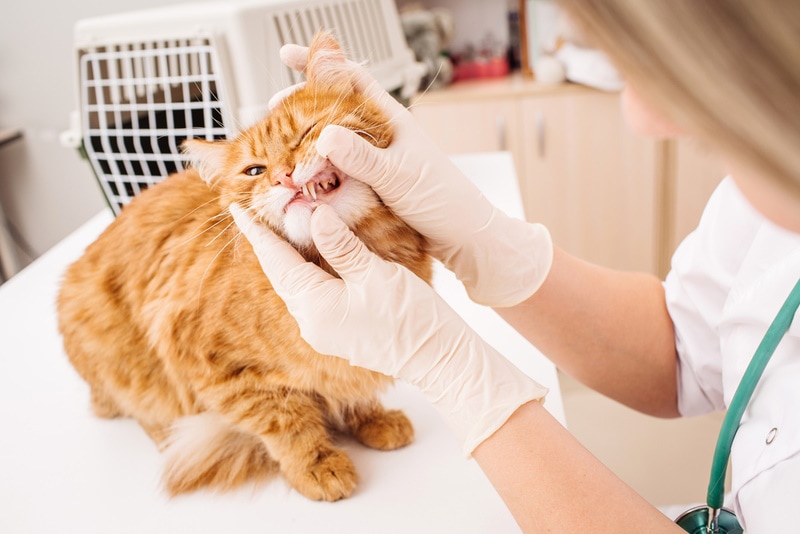 vet checking cats teeth PRESSLAB Shutterstock