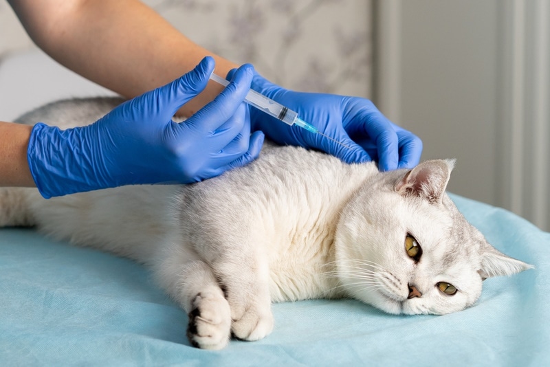 vet giving injection to cat Uryupina Nadezhda Shutterstock