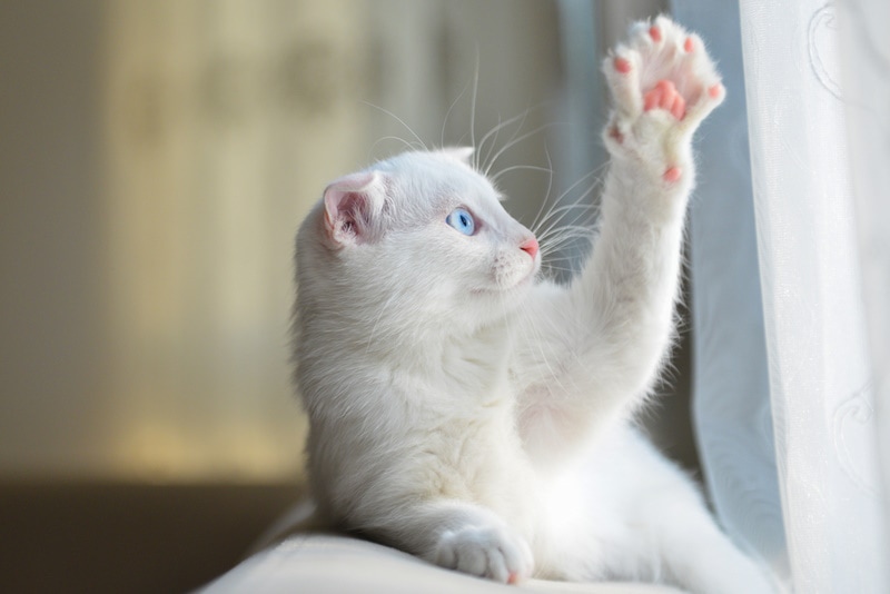 white cat wave his paws Orhan Cam Shutterstock