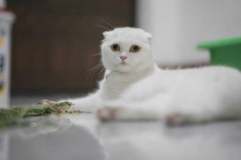 white scottish fold cat nat Hongkham Shutterstock
