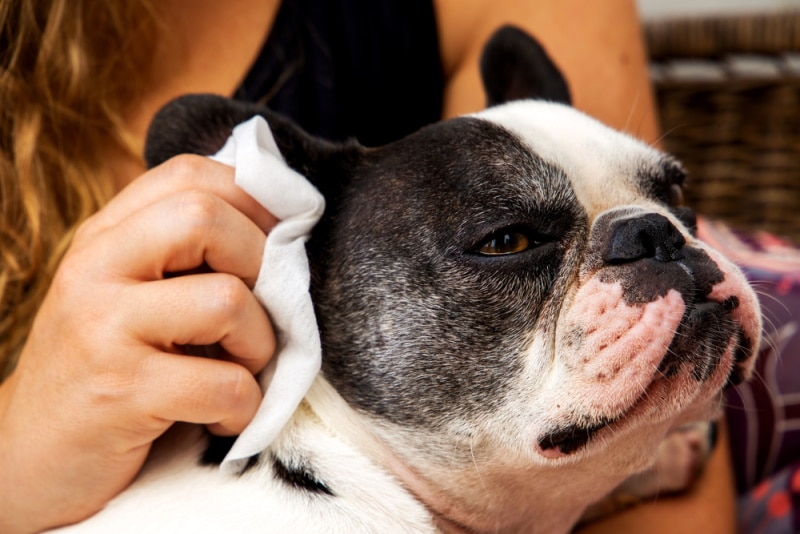 woman cleaning french bulldog ears ADVTP Shutterstock