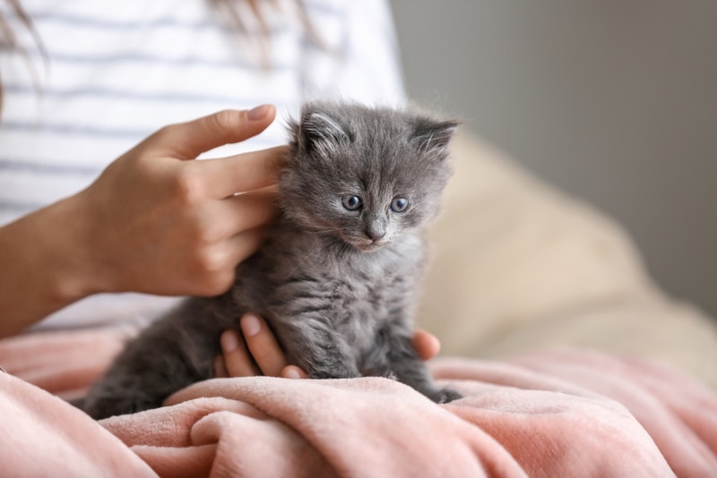 woman holding cute kitten Pixel Shot Shutterstock
