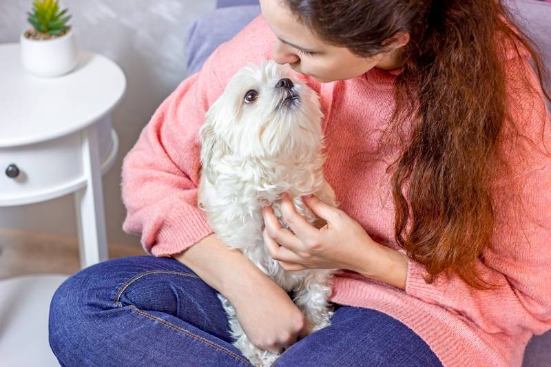 woman sitting on the sofa and hugging and kissing her little white maltese dog in the room KatMoy shutterstock