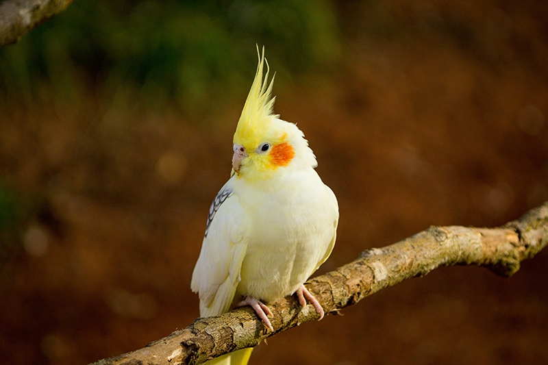 yellow gray cockatiel perched on a branch Marlon Roth Shutterstock