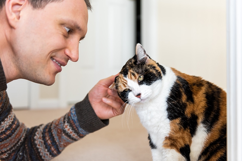 young man rubbing cats ears Kristi Blokhin Shutterstock