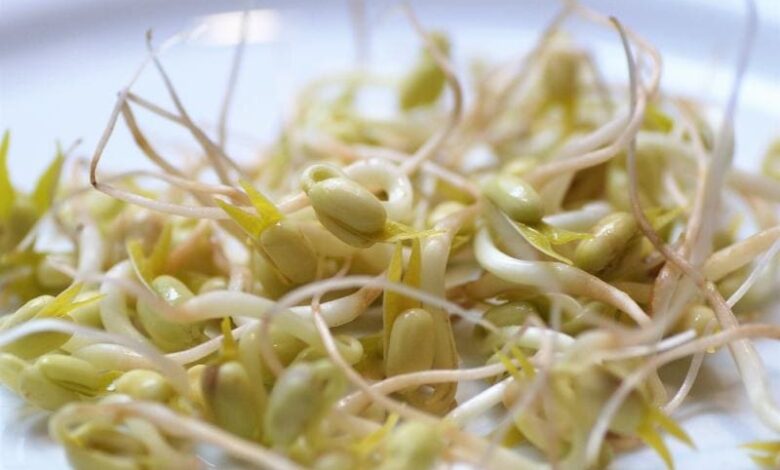 Bean Sprouts on a white plate ivabalk Pixabay