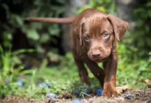 brown puppy labrador vizsla mixed breed dog walking through grass Jared Cook Shutterstock 1628330515.webp