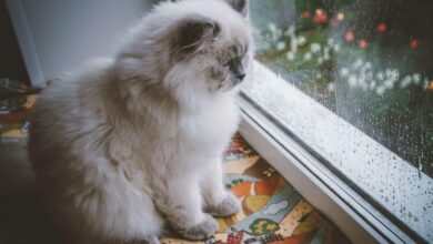 cat in the window watching the rain BrittanyNY Shutterstock scaled