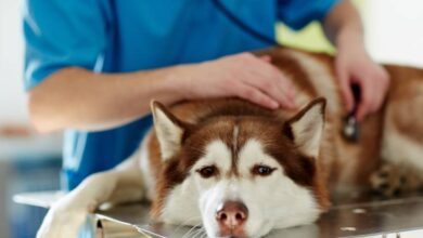 medical treatment of sick husky dog in vet clinic Pressmaster shutterstock