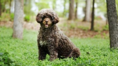 portuguese water dog in the forest Brook Robinson Shutterstock e1685430750813