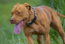 vizsla pitbull mix puppy dog with tongue out Michael J Magee Shutterstock 1985244389.webp