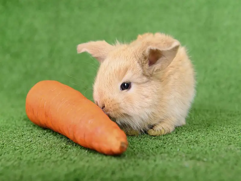 rabbits, can rabbits eat carrots, rabbit, carrots, rabbit eating carrot, rabbit care, rabbits and carrots, do rabbits eat carrots?, rabbit diet, can rabbits eat carrot tops, can rabbit eat carrot, pet rabbits, rabbit food, do rabbits eat carrots, rabbit eating, rabbits eating carrots, rabbit and carrots, rabbits love carrots, rabbit eats carrot, can carrots harm rabbits?,rabbit treats, do rabbits love carrots, the rabbit and carrots, rabbit eating carrots