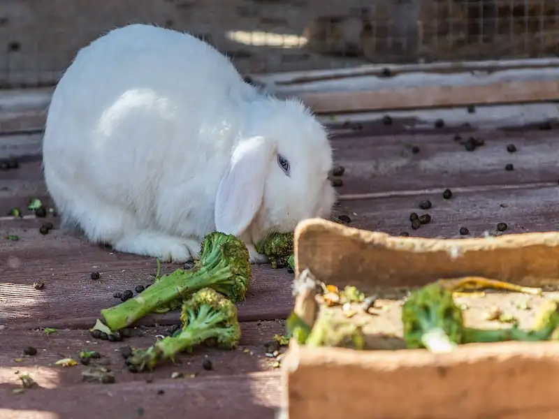 can rabbits eat broccoli, what do rabbits eat, rabbits, can rabbit eat broccoli, what rabbits eat, rabbit, rabbits eat broccoli, can rabbits eat broccoli rabe, rabbit care, rabbit eating broccoli, rex rabbits eat broccoli, rabbits eat broccoli rabe, can rabbits eat, can bunnies eat broccoli, can rabbits eat baby broccoli, can rabbits eat broccoli leaves, rabbits eating broccoli, rabbit diet, rabbit food, rabbits eating broccoli rabe, can a bunny rabbit eat broccoli