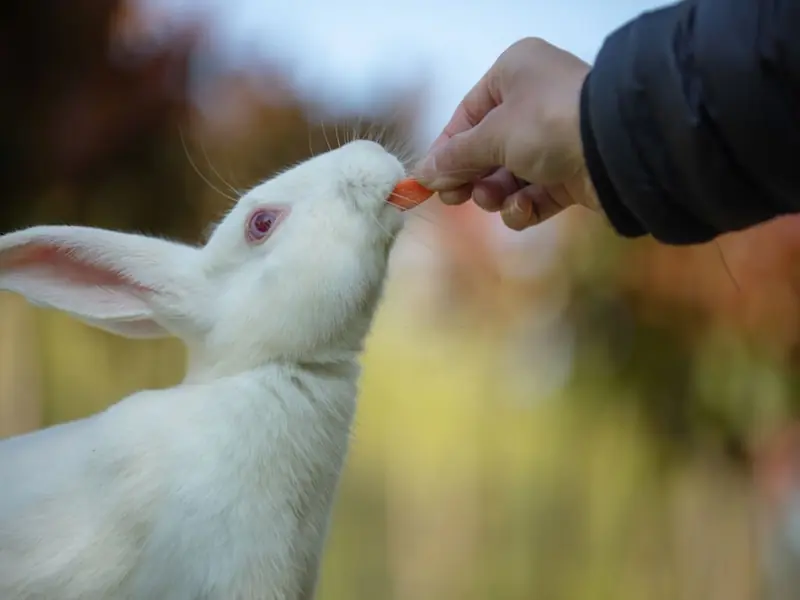 rabbits, can rabbits eat carrots, rabbit, carrots, rabbit eating carrot, rabbit care, rabbits and carrots, do rabbits eat carrots?, rabbit diet, can rabbits eat carrot tops, can rabbit eat carrot, pet rabbits, rabbit food, do rabbits eat carrots, rabbit eating, rabbits eating carrots, rabbit and carrots, rabbits love carrots, rabbit eats carrot, can carrots harm rabbits?,rabbit treats, do rabbits love carrots, the rabbit and carrots, rabbit eating carrots
