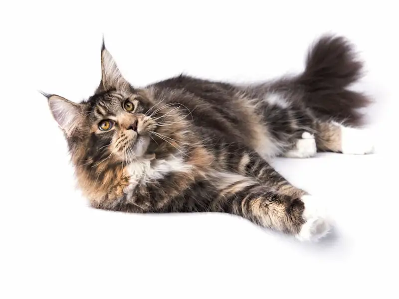 Maine coon, Maine coon cat, Maine coon cats, Maine coon cat facts, cat Maine coon, Maine coon cat 101, cat, Maine coon cat care, Maine coon cat problems, Maine coons, maine coon cats 101, Maine coon cat info, biggest Maine coon cat, Maine coon cat talking, big Maine coon, Maine coon features, Maine coon cat characteristics, Maine coon (animal breed), main coon cat, coon cat, large maine coon, cats 101 Maine coon video, Maine coon cat size, Maine coon cat cute